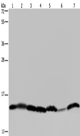 HIST1H2AH Polyclonal Antibody (E-AB-15092)