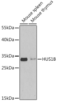 HUS1B Polyclonal Antibody (E-AB-65064)