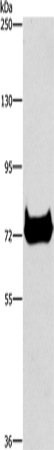 CEL Polyclonal Antibody (E-AB-13090)