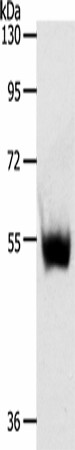 SLC30A6 Polyclonal Antibody (E-AB-53206)