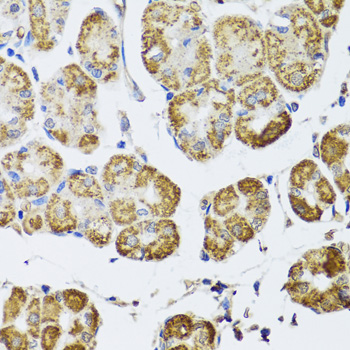 HDAC6 Polyclonal Antibody (E-AB-60423)