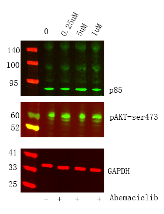 Recombinant PI3-Kinase p85 α Monoclonal Antibody (AN301112L)