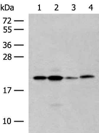 RNF5 Polyclonal Antibody (E-AB-18788)