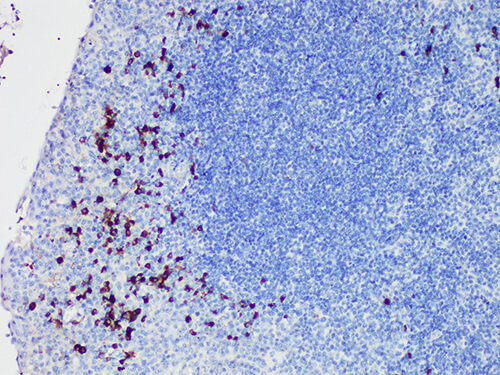 Lambda Monoclonal Antibody (ELAB6934-M)