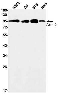 Recombinant Axin 2 Monoclonal Antibody (E-AB-81534)