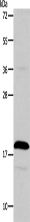 TSLP Polyclonal Antibody (E-AB-14430)
