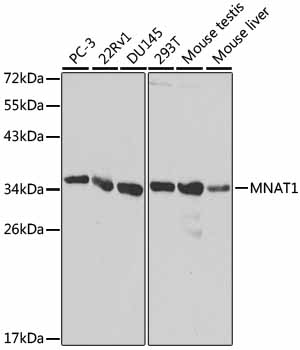 MNAT1 Polyclonal Antibody (E-AB-60499)