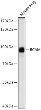 BCAM Polyclonal Antibody (E-AB-65093)