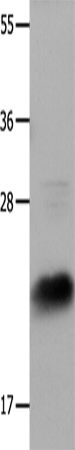 IL18 Polyclonal Antibody (E-AB-14154)