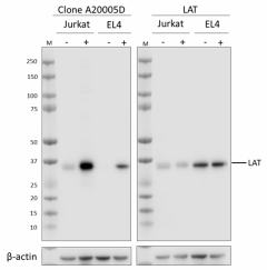 Purified anti-LAT Phospho (Tyr171) Antibody (946601)