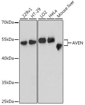 AVEN Polyclonal Antibody (E-AB-64372)