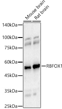 RBFOX1 Polyclonal Antibody (E-AB-92804)
