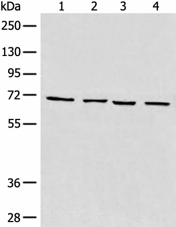 MAPK4 Polyclonal Antibody (E-AB-19285)