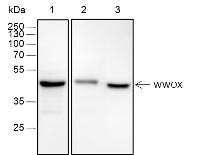 Recombinant WWOX Monoclonal Antibody (AN301689L)