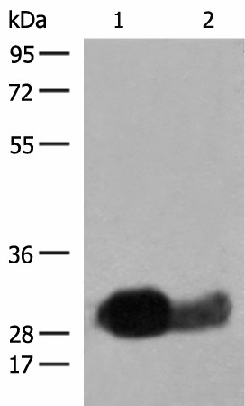 HLA-DRB1 Polyclonal Antibody (E-AB-18811)
