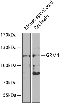 GRM4 Polyclonal Antibody (E-AB-92765)