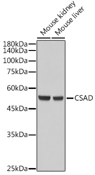 CSAD Polyclonal Antibody (E-AB-90699)