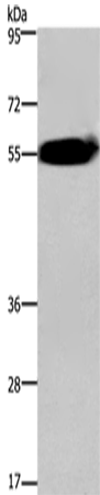 ACVR2A Polyclonal Antibody (E-AB-15513)