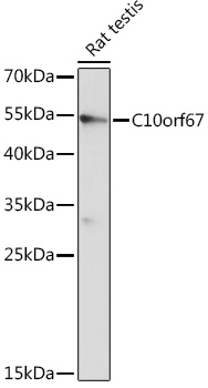 C10orf67 Polyclonal Antibody (E-AB-91969)
