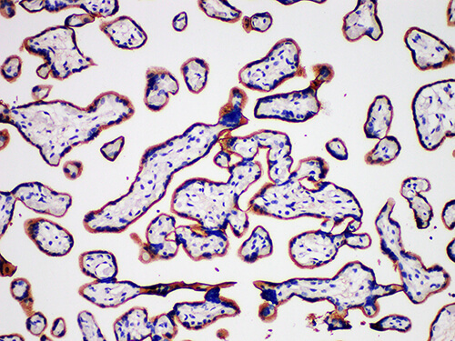 CD105 Monoclonal Antibody (ELAB6611-M)