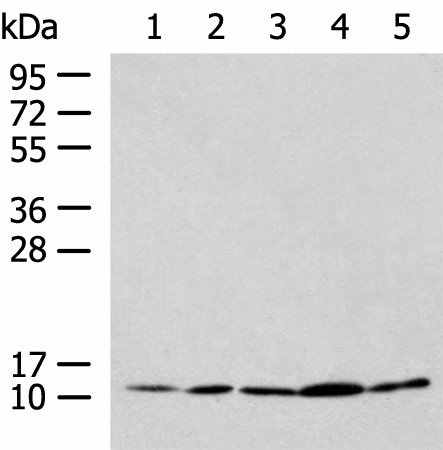 PAM16 Polyclonal Antibody (E-AB-19110)