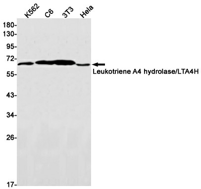Recombinant Leukotriene A4 Hydrolase Monoclonal Antibody (E-AB-81478)