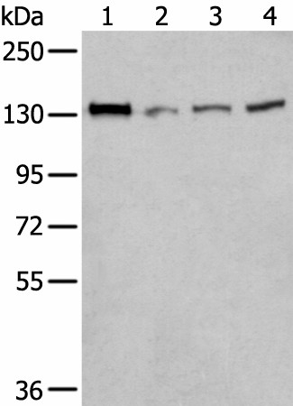 MORC2 Polyclonal Antibody (E-AB-18319)