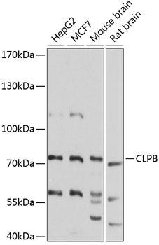 CLPB Polyclonal Antibody (E-AB-92937)