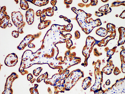 GLUT-1 Monoclonal Antibody (ELAB6583-M)