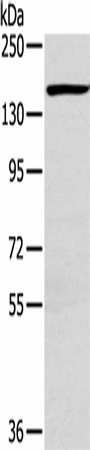 PLXND1 Polyclonal Antibody (E-AB-16724)
