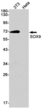 Recombinant SOX9 Monoclonal Antibody (E-AB-81453)