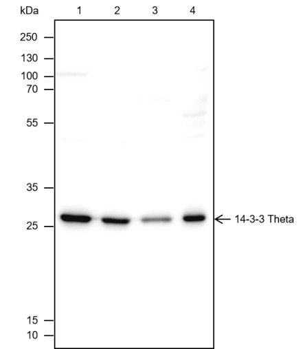 Recombinant 14-3-3 theta Monoclonal Antibody (AN301741L)