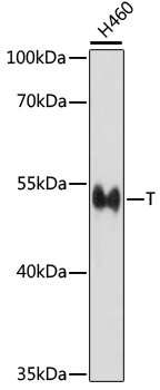 T Polyclonal Antibody (E-AB-66973)
