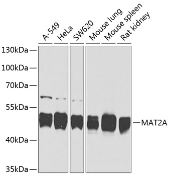 MAT2A Polyclonal Antibody (E-AB-62823)