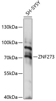 ZNF273 Polyclonal Antibody (E-AB-90972)