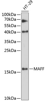 MAFF Polyclonal Antibody (E-AB-90531)