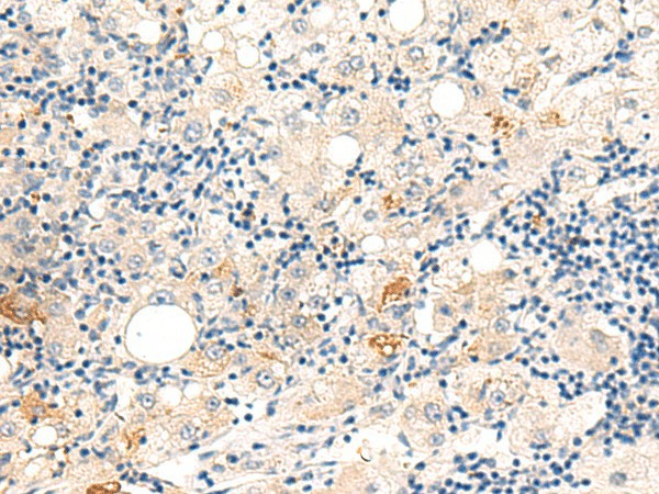 DUT Polyclonal Antibody (E-AB-52896)