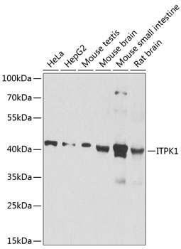 ITPK1 Polyclonal Antibody (E-AB-62802)