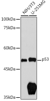 p53 Polyclonal Antibody (E-AB-93244)