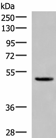PSMD12 Polyclonal Antibody (E-AB-52752)