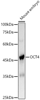 OCT4 Polyclonal Antibody (E-AB-68415)