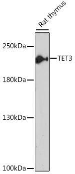 TET3 Polyclonal Antibody (E-AB-62581)