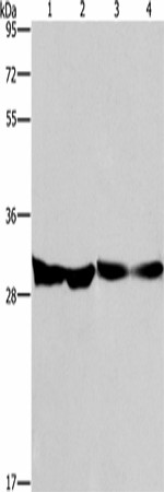 DECR1 Polyclonal Antibody (E-AB-16382)
