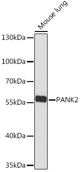 PANK2 Polyclonal Antibody (E-AB-92074)