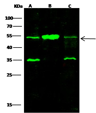 SETD7/SET7/9 Monoclonal Antibody (AN200053P)