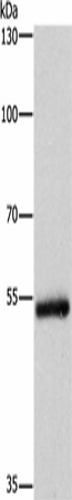 CYP2B6 Polyclonal Antibody (E-AB-16374)