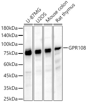GPR108 Polyclonal Antibody (E-AB-91578)