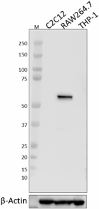 Purified anti-mouse IRF5 Antibody (158601)