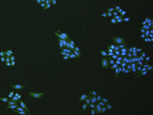 VNN1 Polyclonal Antibody (E-AB-53205)