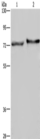TRIM29 Polyclonal Antibody (E-AB-10168)